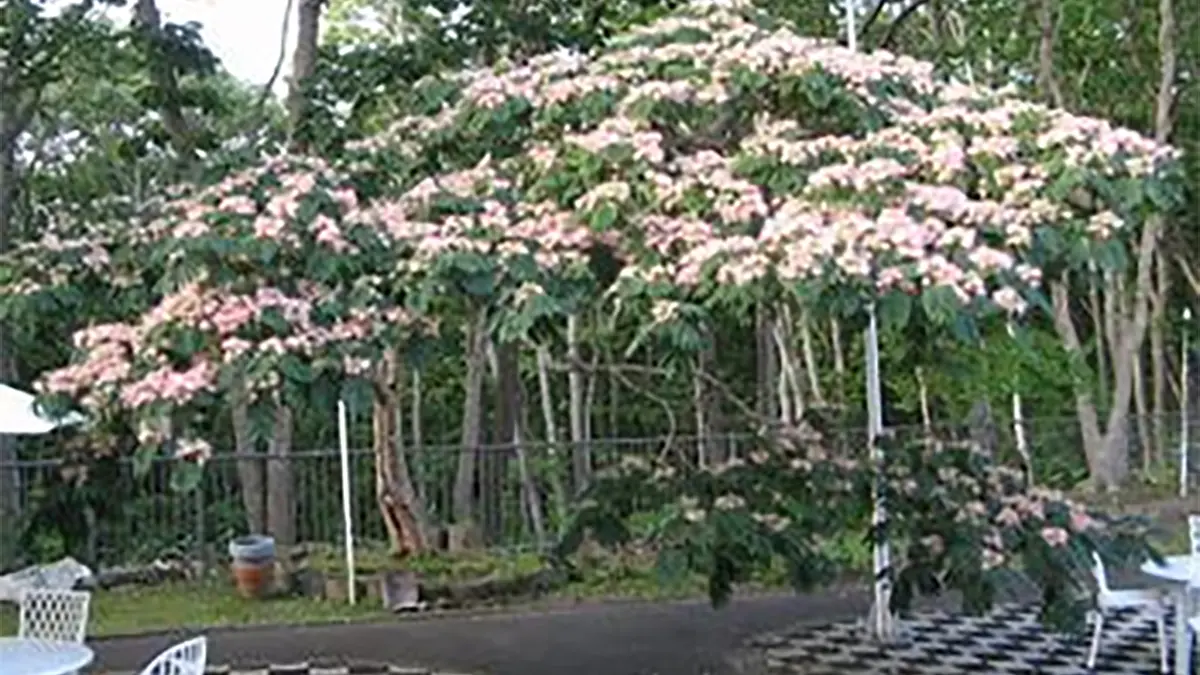 中庭のネムノキ